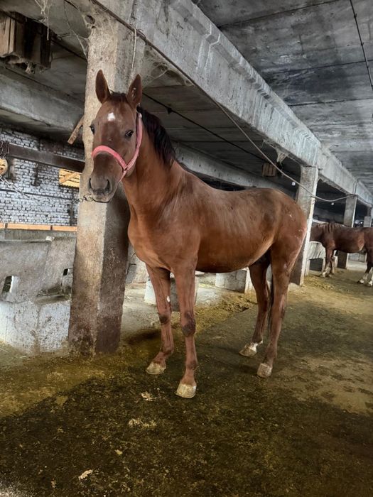 Айгыр сатылады 6 жасар