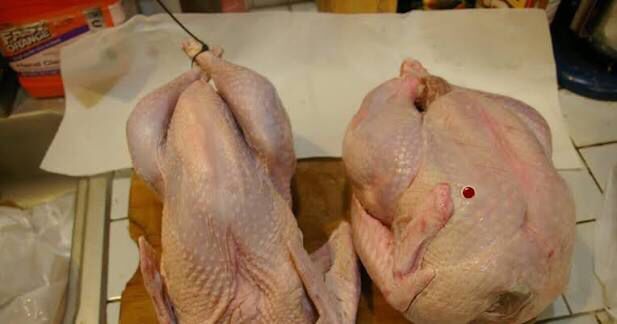 Индейка-индюшатина