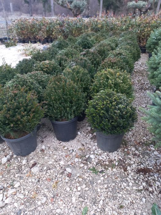 Vand plante de toate speciile