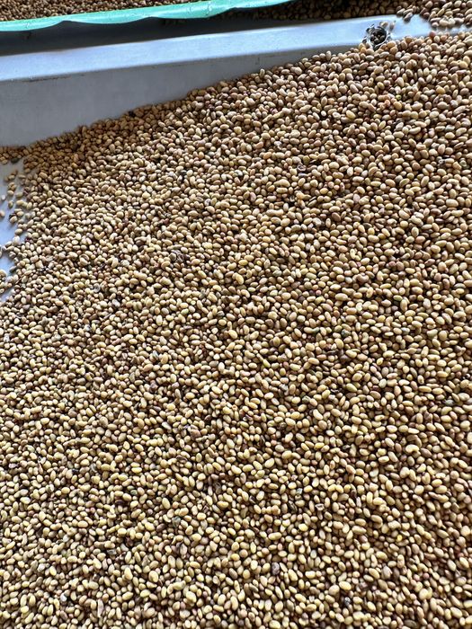 Sifatli beda urug‘i sotiladi! Tez unadi, serhosil.