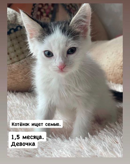 Отдам котенка в хорошие руки