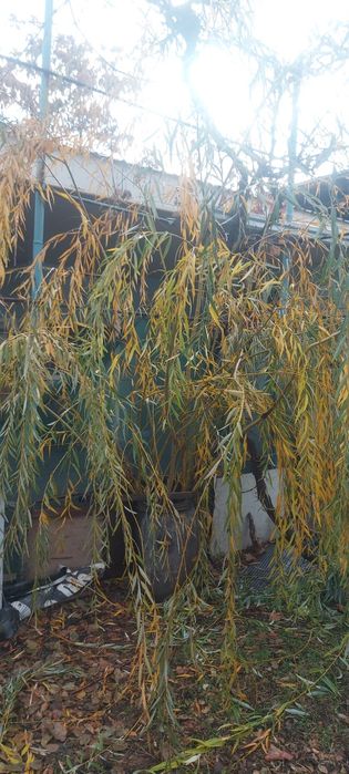 Мажнунтол кучати