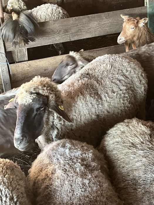 Oi de vanzare si un berbec