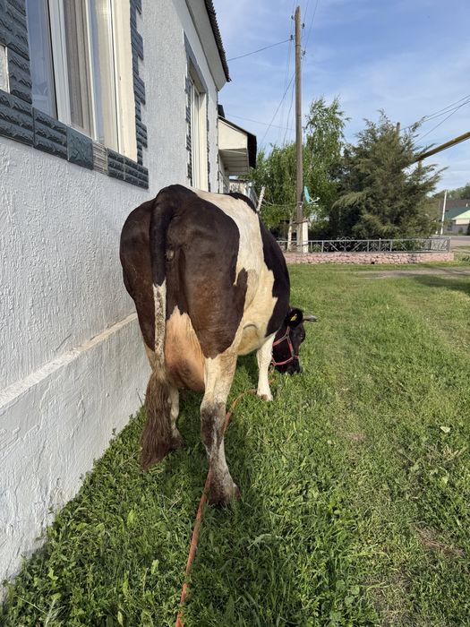 ылады буаз Голштин сиыр
