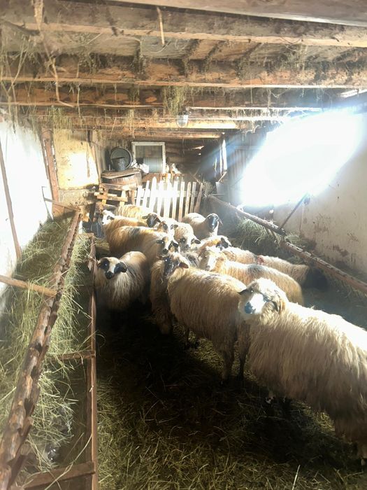 Vând oi gestante/negestante