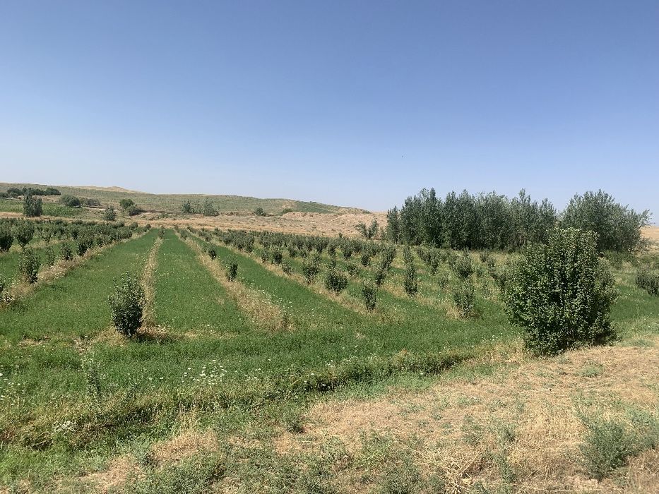 8gektar mevali bogʻ Parkent tumanida!!!