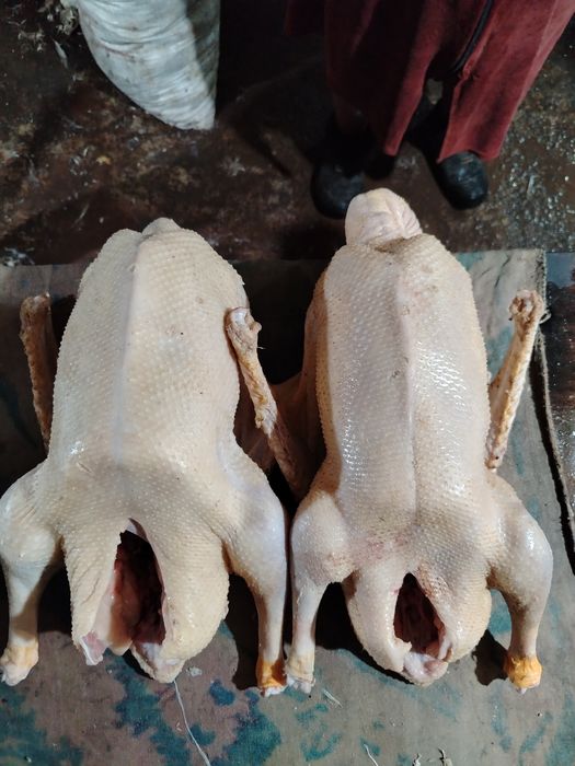 Продам мясо гуся