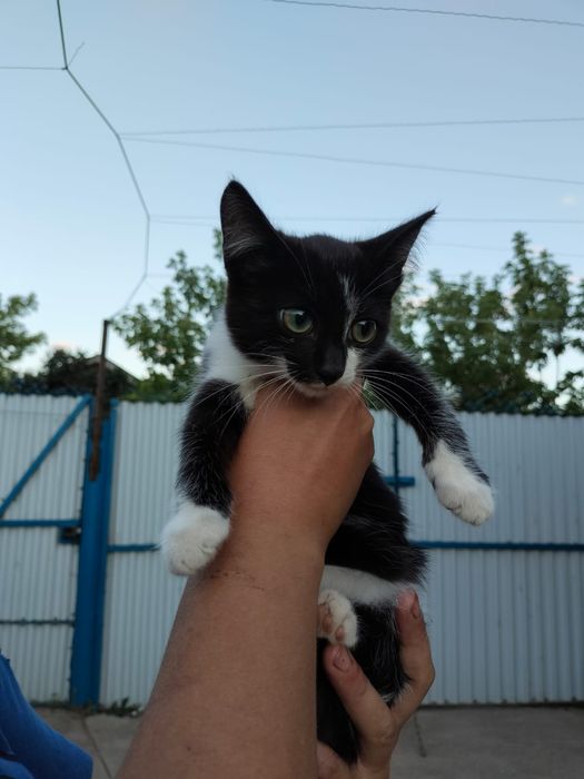 Отдам котенка в добрые руки