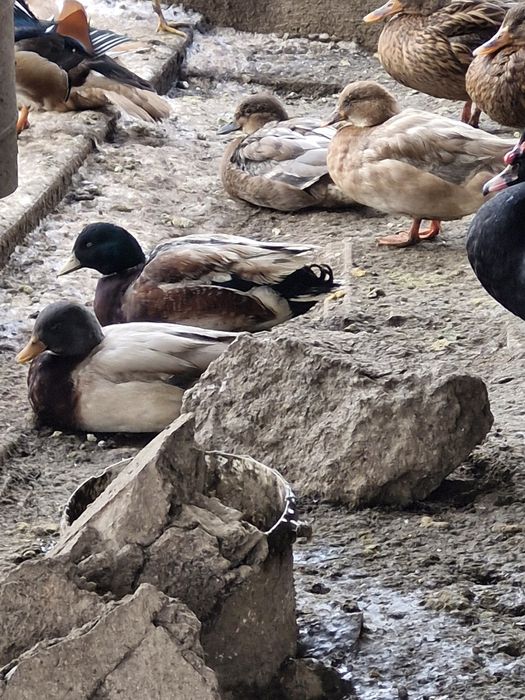 Vand sau schimb rate pitice olandeze