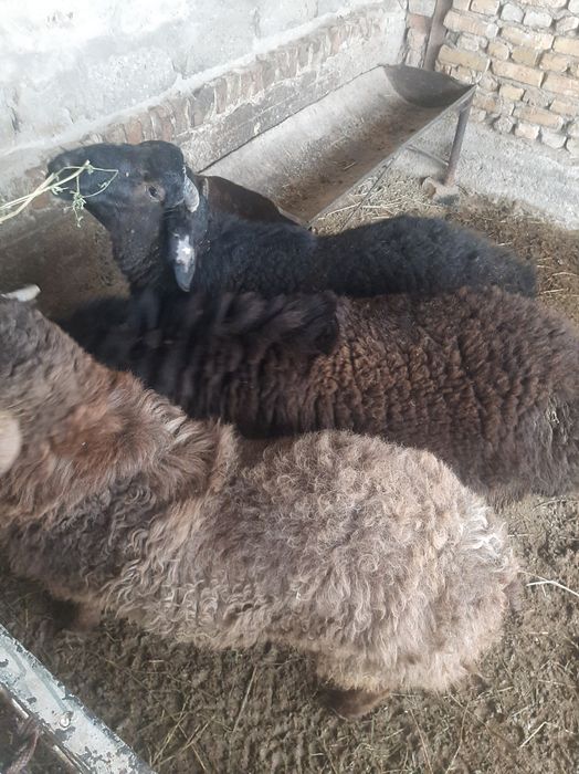 Qo'chqorlar sotiladi