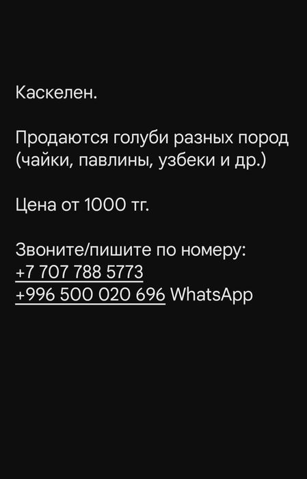 Продам голубей г. Каскелен