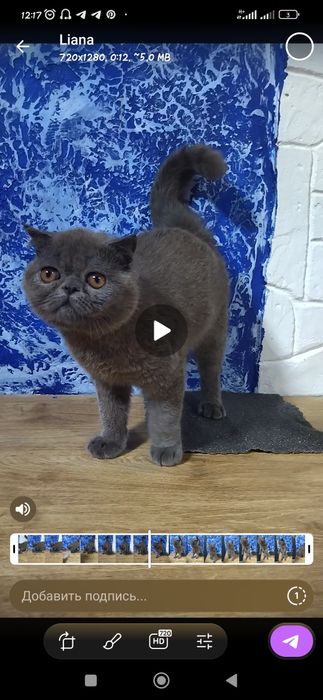 В продаже чистокровный Экзотический котёнок
