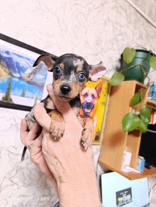 Щенок Тойчик мраморный