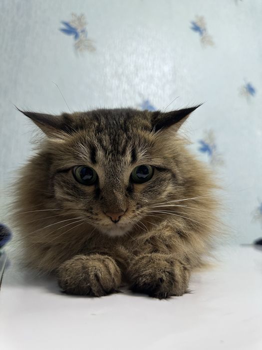 Отдаем кошку в добрые руки!