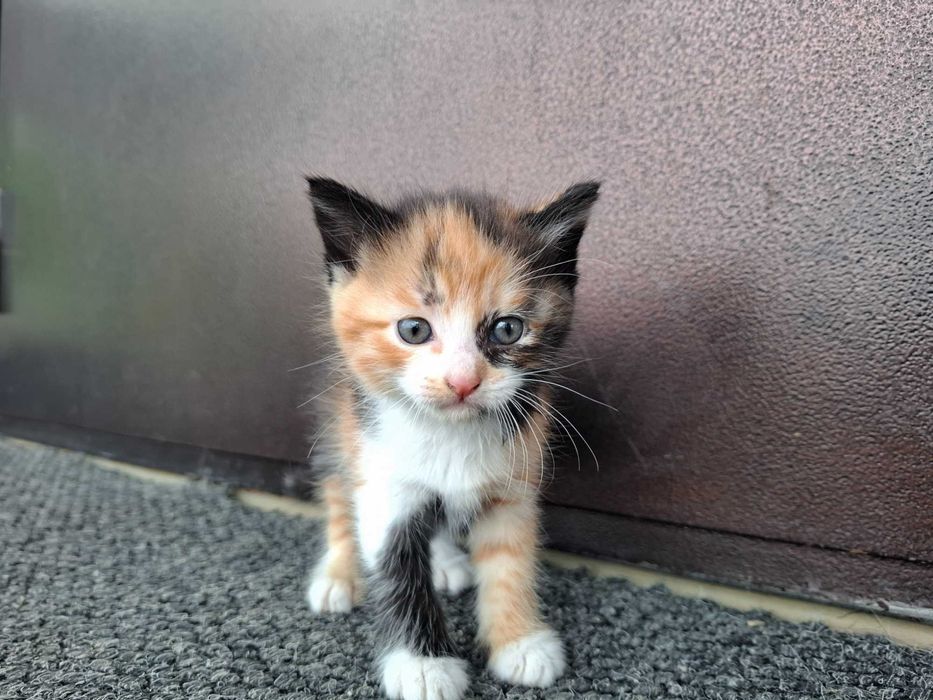 Отдам бесплатно котят Мысық тегін