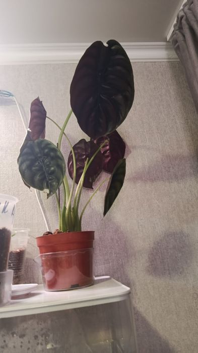 Продам комнатные цветы