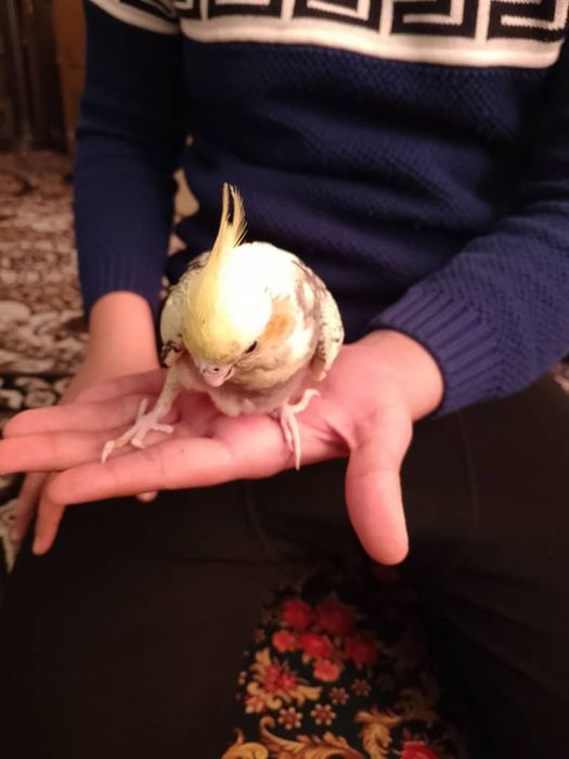 Qushlarni ruchnoy qilib beraman