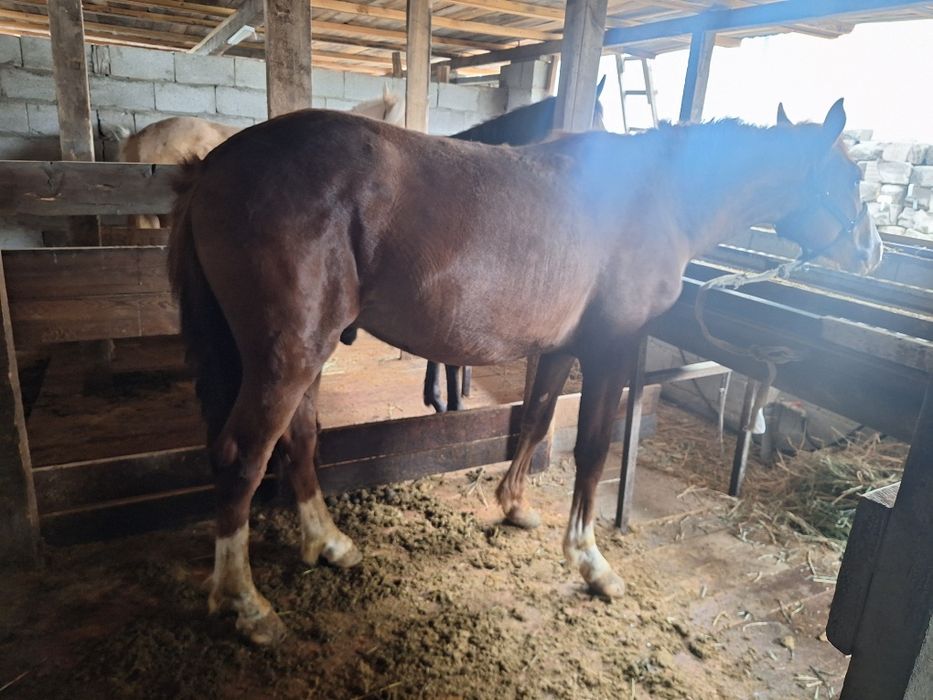 Дөнендер сатылады