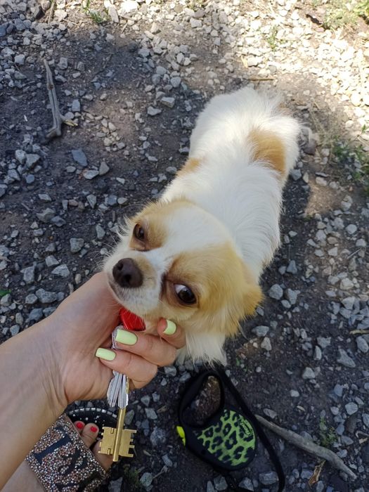 Чихуахуа кобель продам