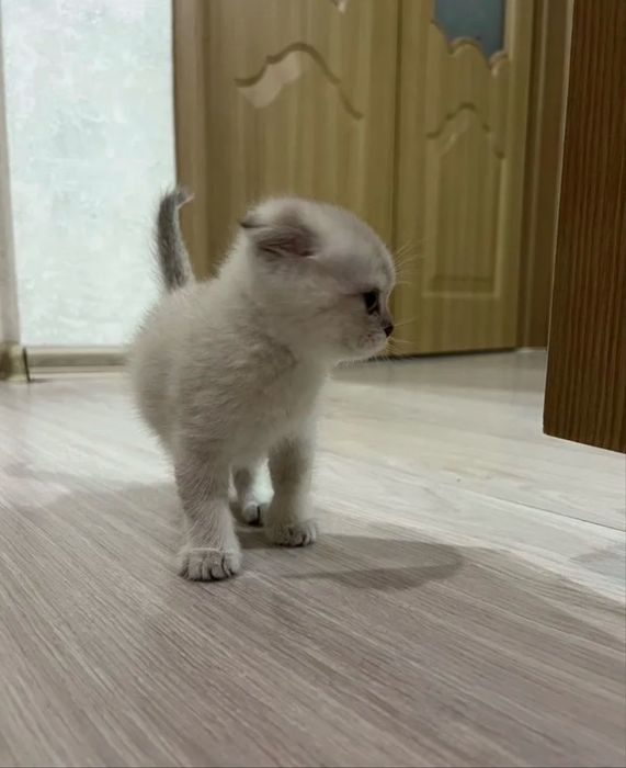 Шотланский вислоухий котенок