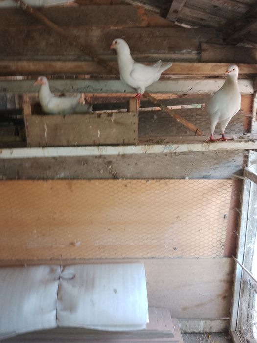 Porumbei circani albi