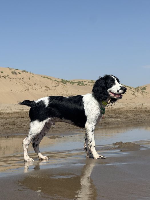 Русский спаниель мальчик