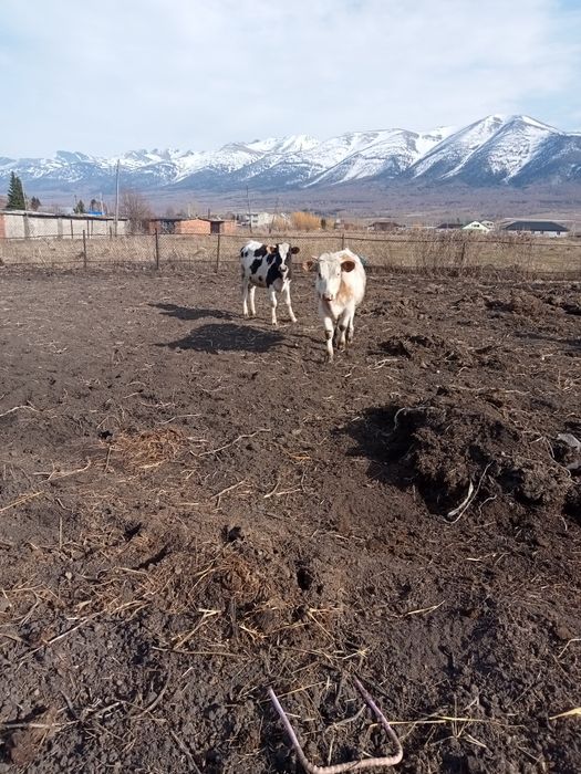 Продам телят ...