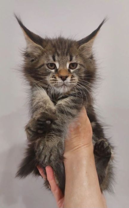 Котята Мейн-кун в Рассрочку!