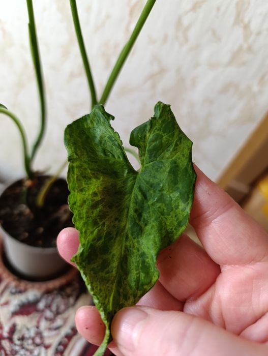 Сингониумы и филодендроны