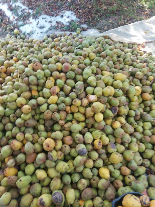 Prune tuica anaspet și pere gutui