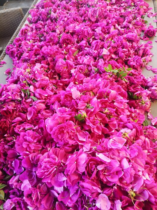 Dulceață petale trandafiri