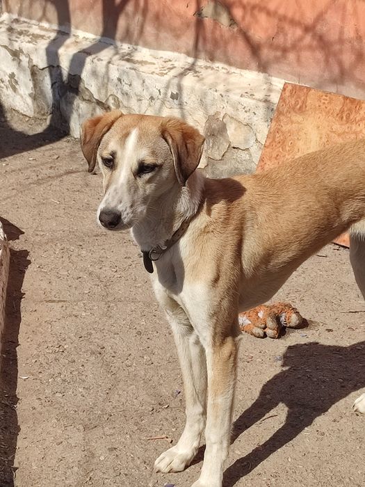 Отдам в добрые  руки