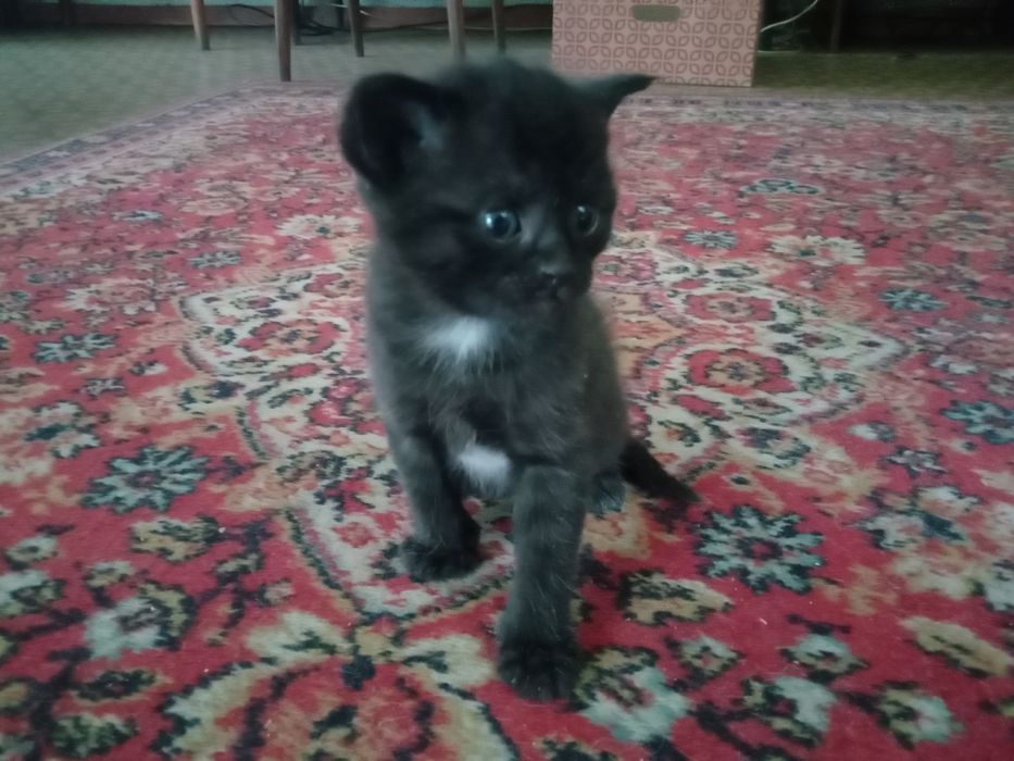 Котята бесплатно