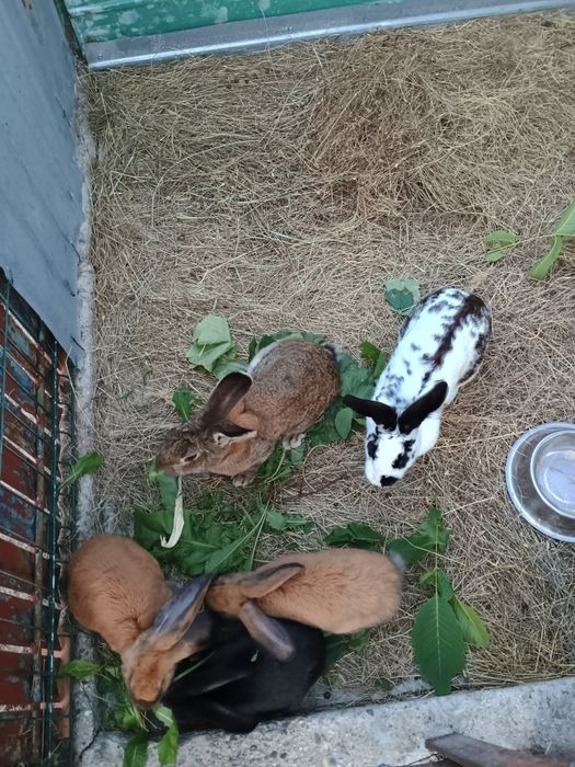 Iepuri mari si mici
