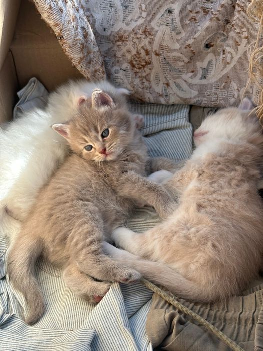 Отдам в добрые руки котят