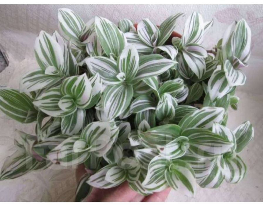 Традесканция белоцветковая