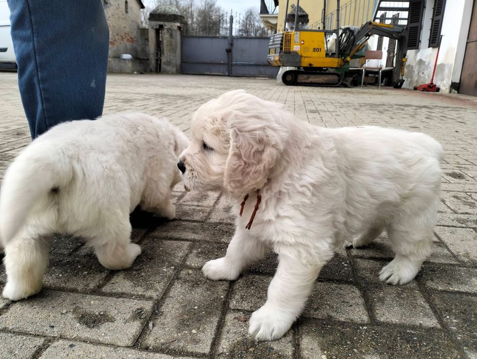 Голдън ретривър момче  и момиче родословен баща