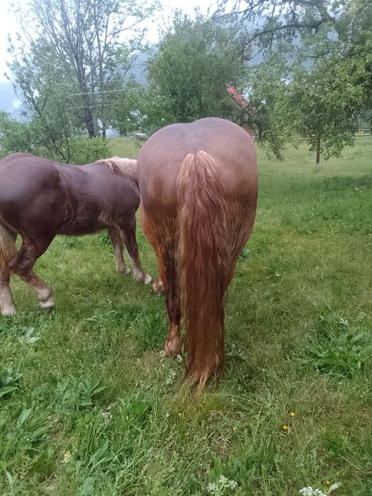 Vând iapă de 12 ani