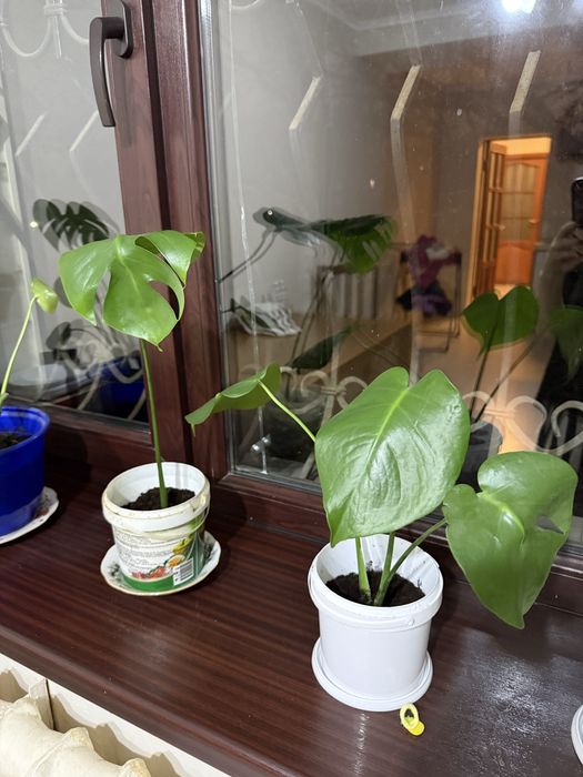 Цветы комнатные монстера