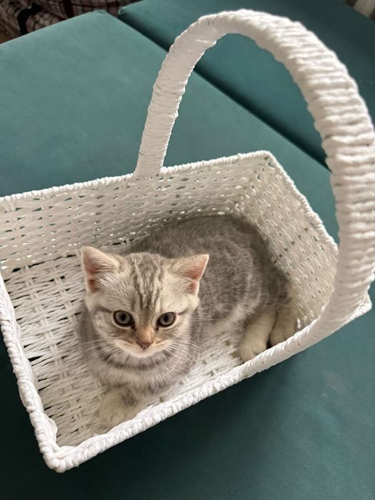 Маленькая кошка пародистая