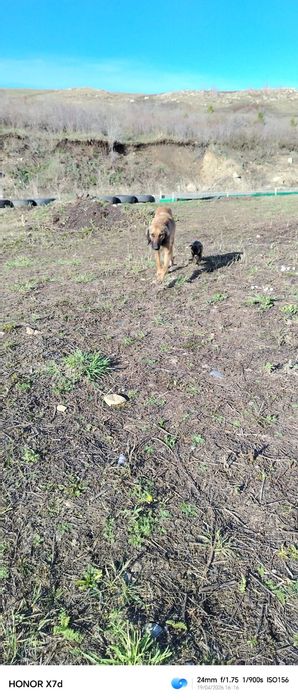 Щенята породы тазы