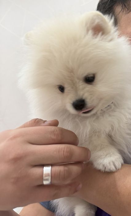 Продаю шпица мальчик