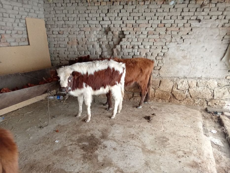 Гуножинлар сотилади