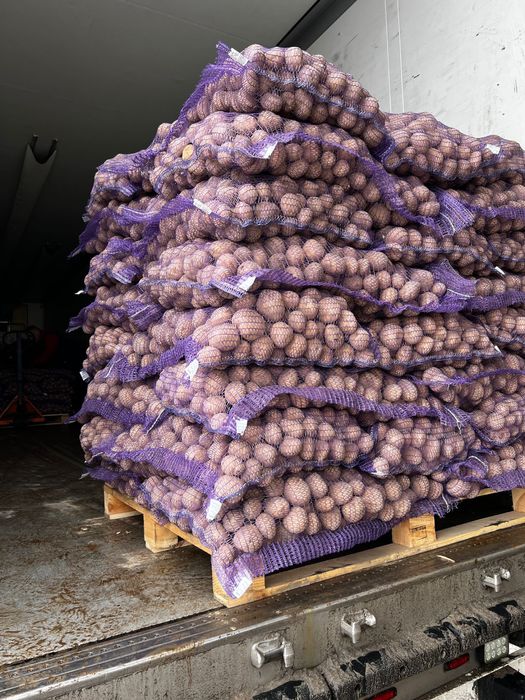 Семина Ривьера ультраранний сорт