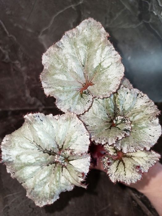 Бегония сортовая.