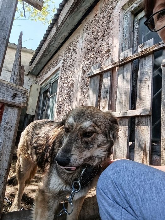 Отдам в добрые руки