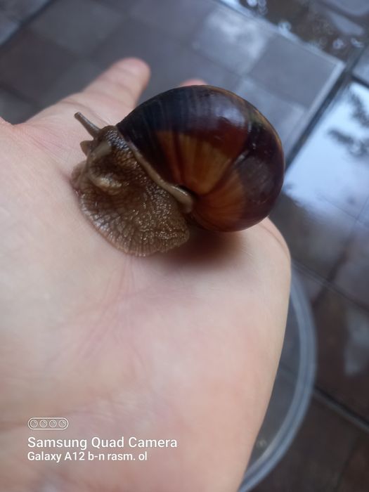 Ulitkalar bor .Toshkent shahar Yunisobod tumani srochna sotaman .