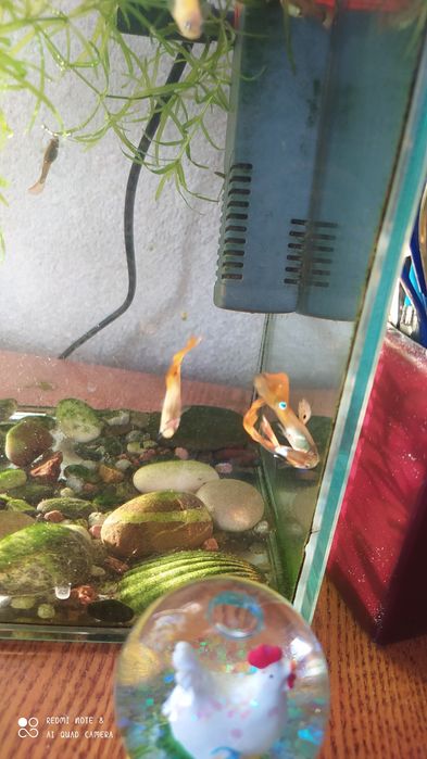 рыбка гуппи. мальчик