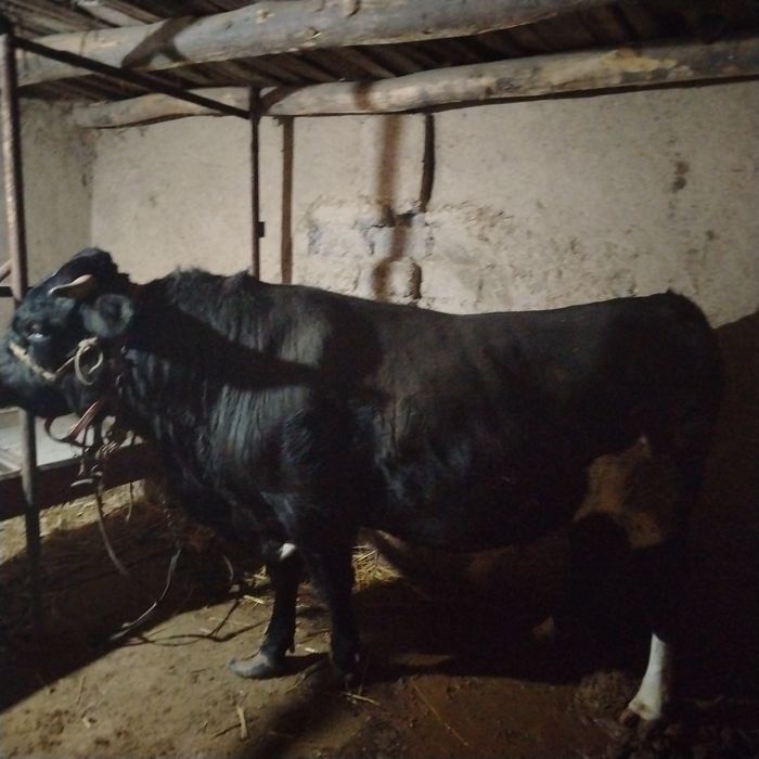 Mol sotiladi narxi kelishilgan xilda Toshkent viloyat