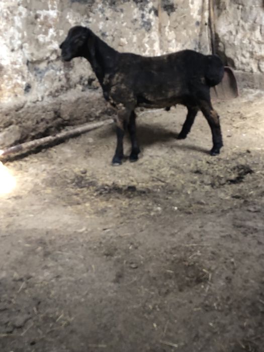 100 бас откорм токтылар сатылады